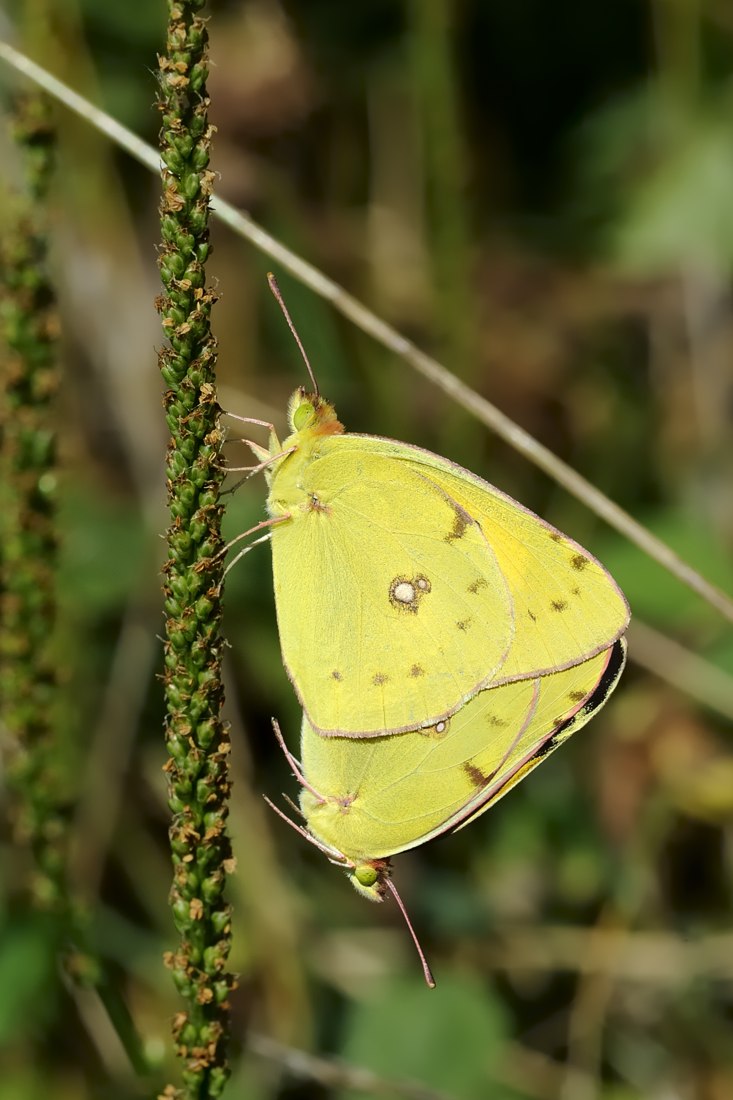 Conferma Colias crocea